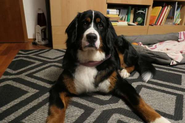 Berner Sennen-Beitrag-Bild