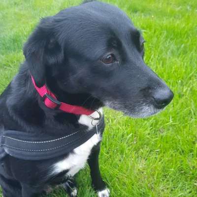 Mischlinge raten - Rätselspaß-Beitrag-Bild