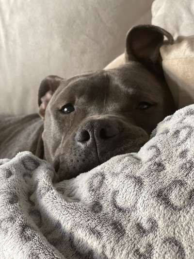 Die besten Hundeblicke 🐾❤️-Beitrag-Bild