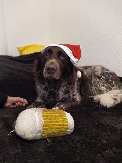 Kleiner Münsterländer!-Beitrag-Bild