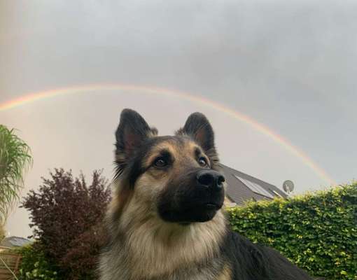 Auslandstierschutz-Beitrag-Bild