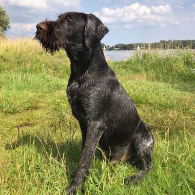 Hundetreffen-Hundetreffen / Deutsch Drahthaar 1,5 Jahre-Profilbild