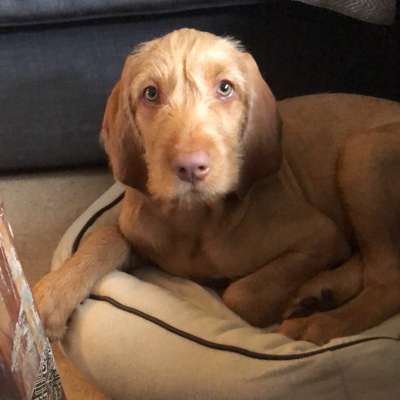Hundetreffen-Welpentreffen 12. Wochen alt.-Bild