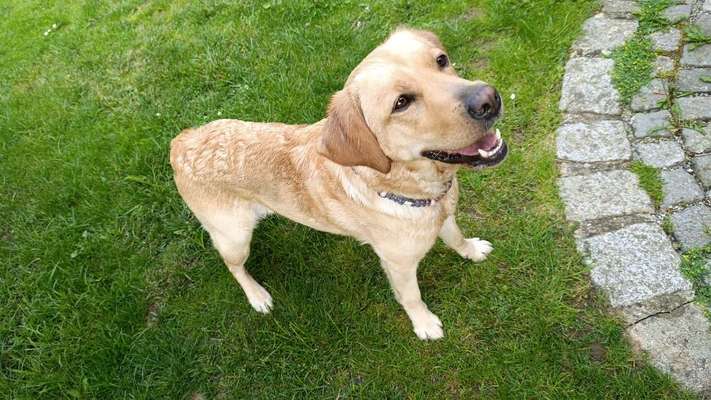 Hundetreffen-Suche Gassi Partner mit ruhigen nicht aufdringlichen Hunden-Bild