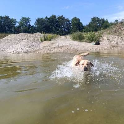 Hundetreffen-Spiel, Spaß und auspowern-Bild