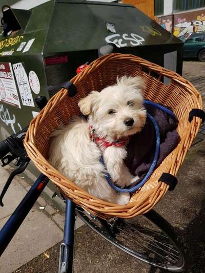 Welpen Bilder !-Beitrag-Bild