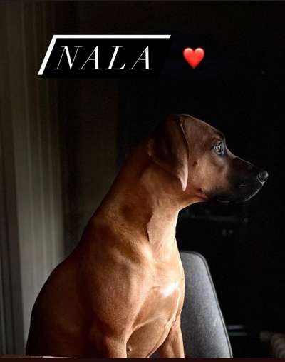 Rhodesian Ridgeback-Beitrag-Bild