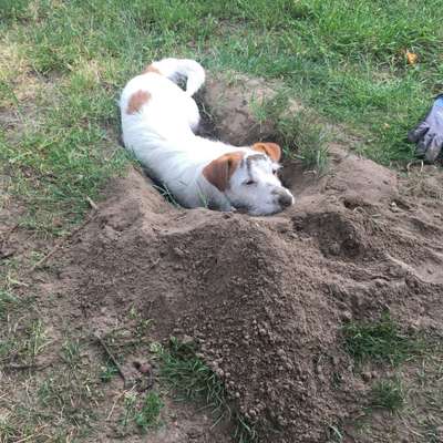 Hundetreffen-Gassi gehrunde-Bild