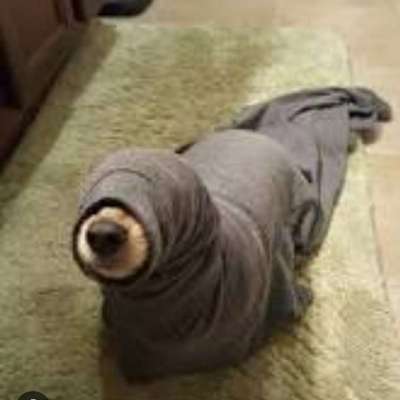 Hunde Memes-Beitrag-Bild