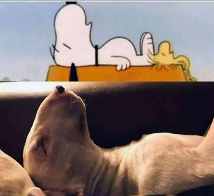 Miniatur Bull Terrier-Beitrag-Bild