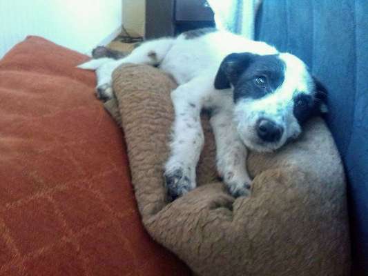 Welpen Bilder !-Beitrag-Bild