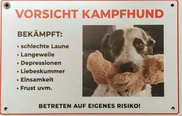 Hunde Memes-Beitrag-Bild