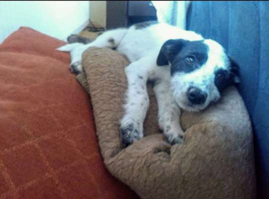 Welpen Bilder !-Beitrag-Bild