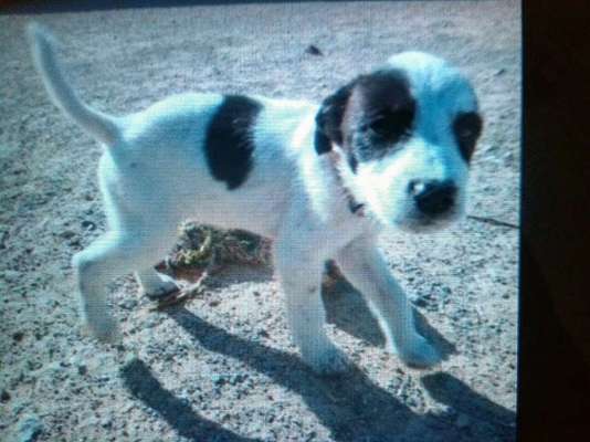 Auslandstierschutz-Beitrag-Bild