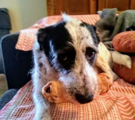 Hunde Memes-Beitrag-Bild