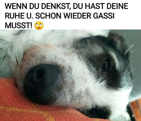 Hunde Memes-Beitrag-Bild