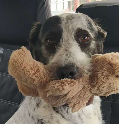 Dogorama Photo Challenge - Portrait-Beitrag-Bild