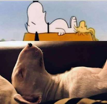 Hunde Memes-Beitrag-Bild