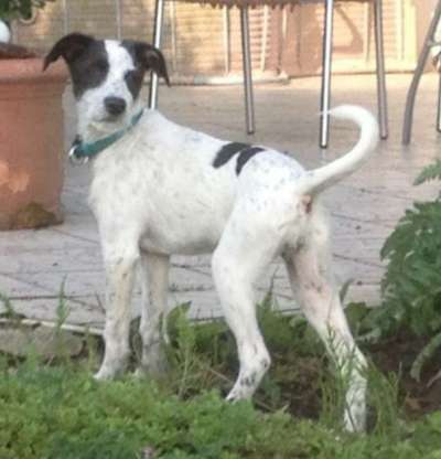 Mischlinge raten - Rätselspaß-Beitrag-Bild