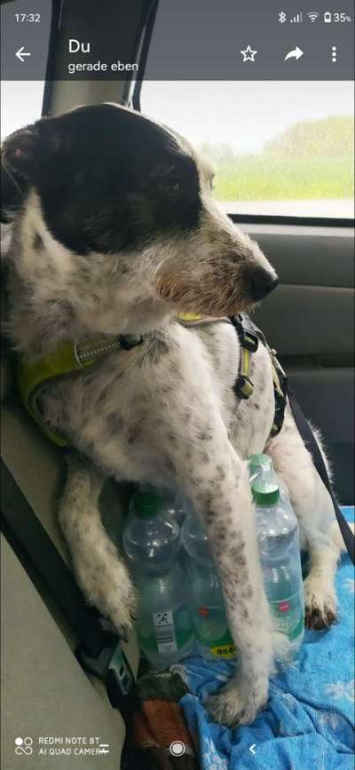 Foto Challenge Thema "Hunde im Auto"-Beitrag-Bild