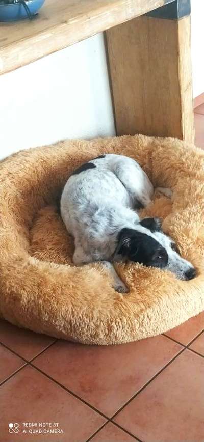 Hunde Memes-Beitrag-Bild