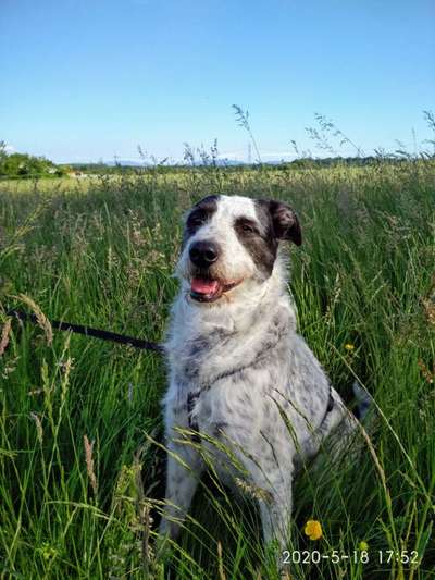 Handy Fotochallenge Nr. 52: Dein Hund mit blauem Himmel-Beitrag-Bild