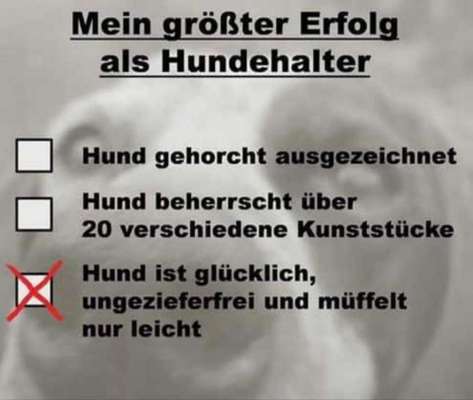 Hunde Memes-Beitrag-Bild