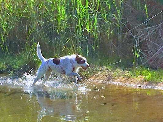 61. Handyfotochallenge - der springende Hund-Beitrag-Bild