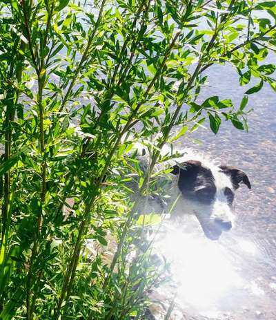 Fotosammlung: ,,Der natürliche Hund" Unbearbeitet, ungestellt und in Natura-Beitrag-Bild