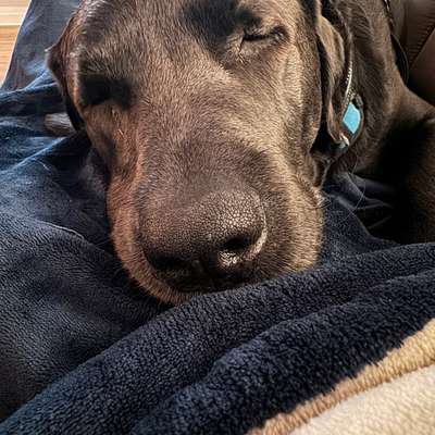 Hundetreffen-Wanderung-Bild