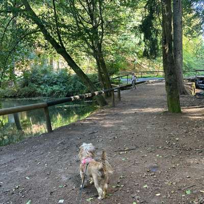 Hundetreffen-Suche Hundefreunde-Bild
