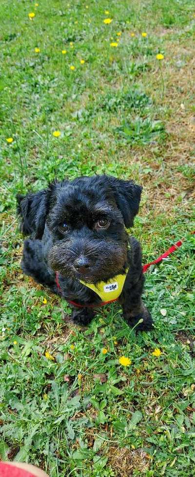 Welpen Bilder !-Beitrag-Bild