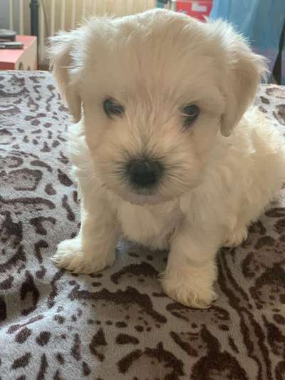 Welpen Bilder !-Beitrag-Bild