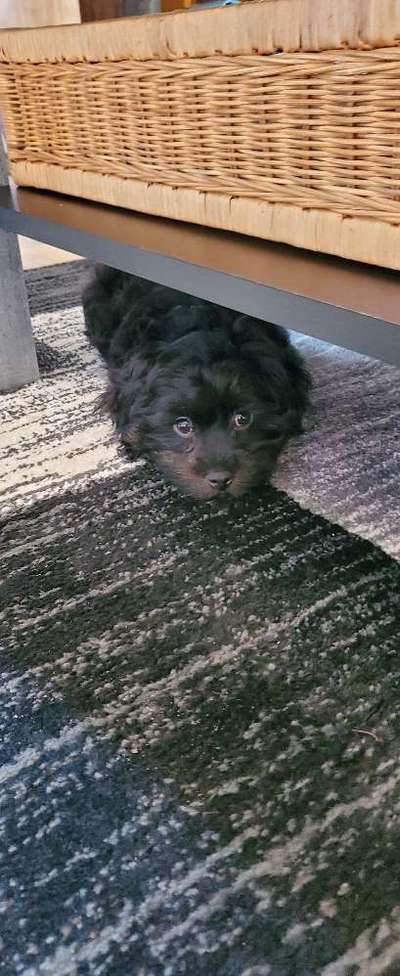 35.Collagen Challenge:„Bettelblick"-Beitrag-Bild