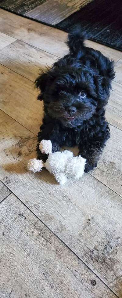 Handy Foto Challange Nr. 46  Happy Dog-Beitrag-Bild