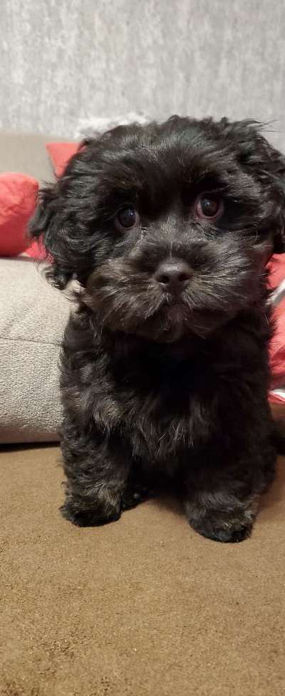 35.Collagen Challenge:„Bettelblick"-Beitrag-Bild