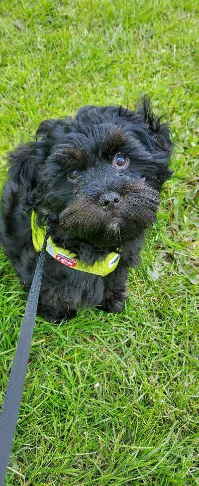 35.Collagen Challenge:„Bettelblick"-Beitrag-Bild