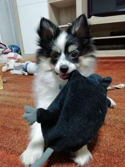 Welpen Bilder !-Beitrag-Bild