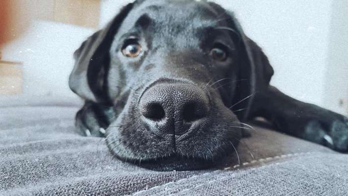 Die Dogorama Kalender Challenge 4/4-Beitrag-Bild