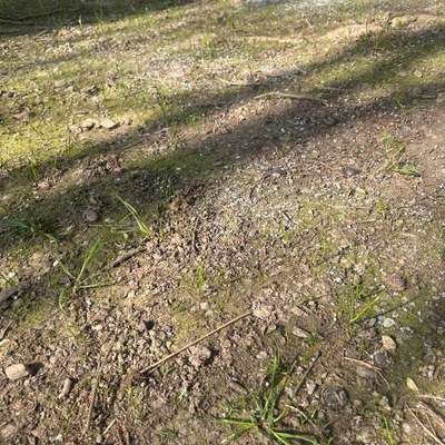 Giftköder-Blaukorn-Bild