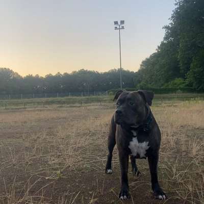 Hundetreffen-Gassirunden in Gießen-Bild