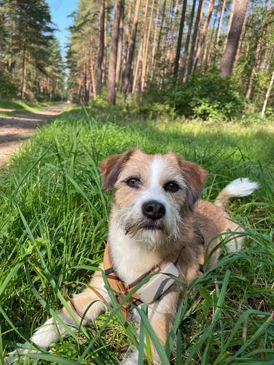 Hundetreffen-Gassi- und Spieltreffen in der Wedemark-Bild