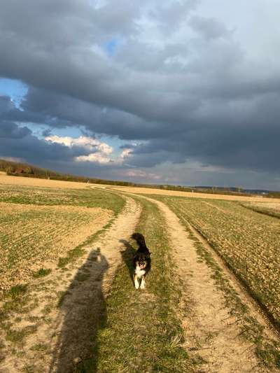 Hundetreffen-Social Walk mit und ohne Freilauf-Bild