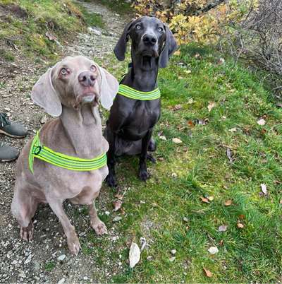 Hundetreffen-Weimaraner-Bild