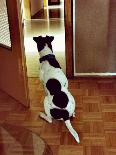 Lustige Merkmale am Hund - Fellzeichnungen :)-Beitrag-Bild