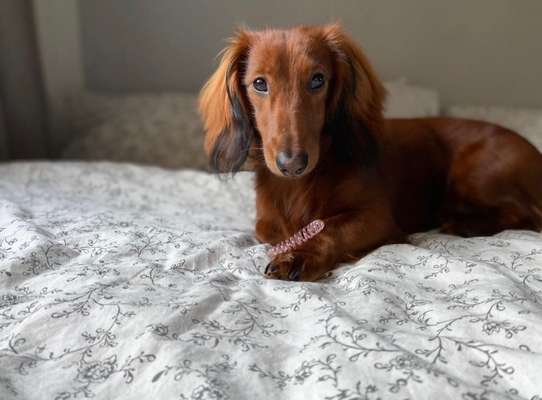 Dogorama Photo Challenge - Lieblingsspielzeug!-Beitrag-Bild