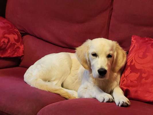 Wo sind die Golden Retriever Liebhaber?-Beitrag-Bild