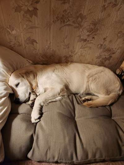 Wo sind die Golden Retriever Liebhaber?-Beitrag-Bild