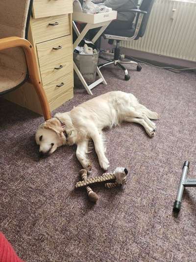 Wo sind die Golden Retriever Liebhaber?-Beitrag-Bild