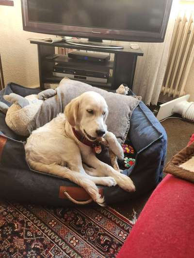 Wo sind die Golden Retriever Liebhaber?-Beitrag-Bild